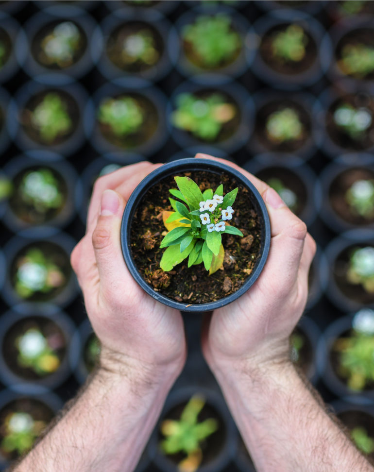 A gardener holding out a small potted plant above many other plants in a garden, agricultural science company Syngenta.