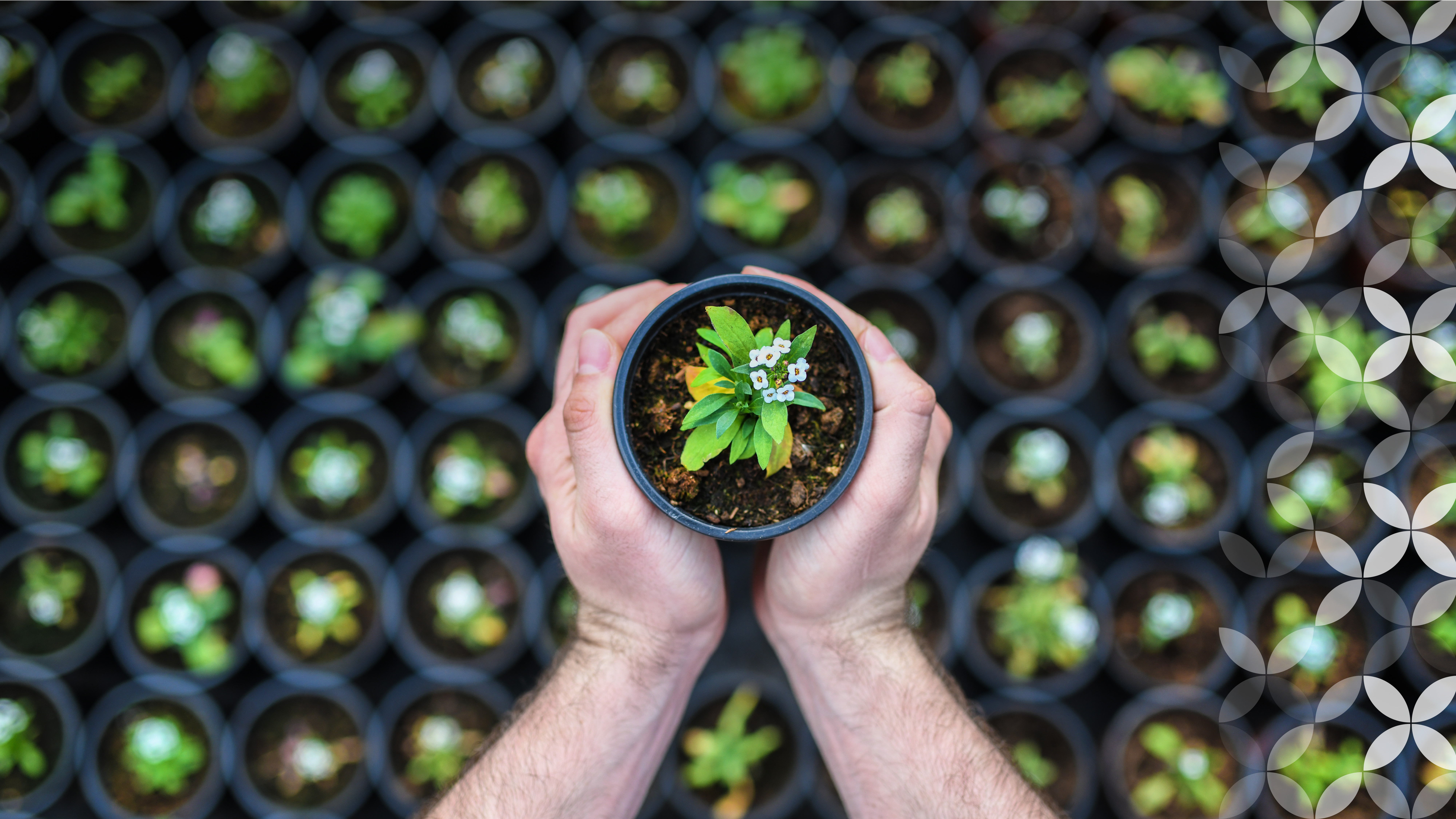 A gardener holding out a small potted plant above many other plants in a garden, agricultural science company Syngenta.